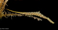  Banded Tozeuma ShrimpTulamben BaliCanon 7D Nauticam housing twin SeaSea ysd1 strobesShot 100mm taco lens diopterSettings were 1200 f16 iso 160 1/200 200  